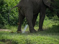 DSC0680  Elephant de savane d'Afrique - Loxodonta africana