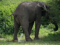 DSC0681  Elephant de savane d'Afrique - Loxodonta africana