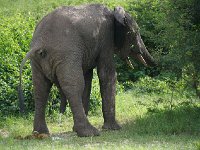 DSC0683  Elephant de savane d'Afrique - Loxodonta africana