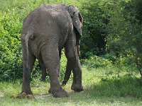 DSC0684  Elephant de savane d'Afrique - Loxodonta africana
