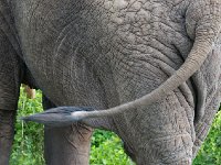 DSC0692  Elephant de savane d'Afrique - Loxodonta africana