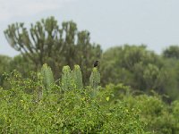 DSC0420  Gobemouche drongo - Melaenornis edolioides
