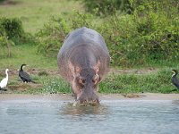 DSC0774  Hippopotame amphibie - Hippopotamus amphibius