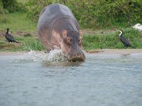 DSC0775  Hippopotame amphibie - Hippopotamus amphibius