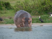 DSC0776  Hippopotame amphibie - Hippopotamus amphibius