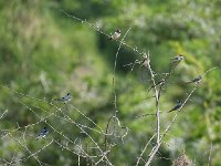 DSC0670  Hirondelle rustique - Hirundo rustica