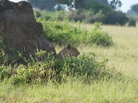 DSC0355  Lion - Panthera leo
