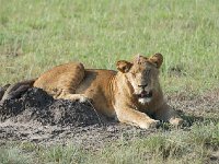 DSC0356  Lion - Panthera leo