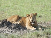 DSC0357  Lion - Panthera leo