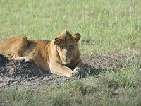 DSC0359  Lion - Panthera leo