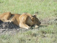 DSC0370  Lion - Panthera leo
