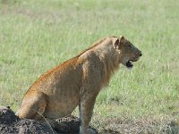 DSC0372  Lion - Panthera leo