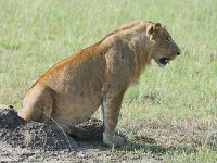 DSC0373  Lion - Panthera leo