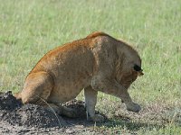DSC0374  Lion - Panthera leo