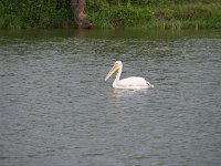 DSC0814  Pélican blanc - Pelecanus onocrotalus