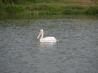 DSC0815  Pélican blanc - Pelecanus onocrotalus