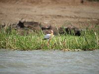 DSC0565  Tantale ibis - Mycteria ibis