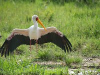 DSC0660  Tantale ibis - Mycteria ibis