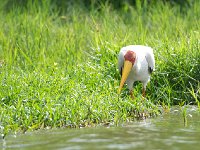 DSC0664  Tantale ibis - Mycteria ibis