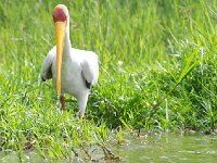 DSC0665  Tantale ibis - Mycteria ibis