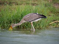 DSC0753  Tantale ibis - Mycteria ibis