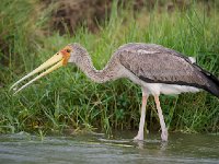 DSC0754  Tantale ibis - Mycteria ibis