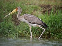 DSC0755  Tantale ibis - Mycteria ibis