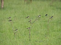 DSC1054  Hirondelle rustique - Hirundo rustica