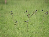 DSC1060  Hirondelle rustique - Hirundo rustica