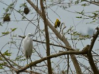 DSC1224  Aigrette garzette - Egretta garzetta