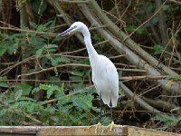 DSC1239  Aigrette garzette - Egretta garzetta