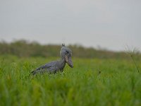 DSC1160  Bec-en-sabot du Nil - Balaeniceps rex