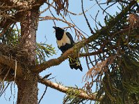 DSC1293  Corbeau pie - Corvus albus