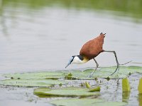 DSC1089  Jacana à poitrine dorée - Actophilornis africanus
