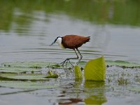 DSC1091  Jacana à poitrine dorée - Actophilornis africanus