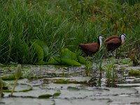 DSC1100  Jacana à poitrine dorée - Actophilornis africanus