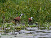 DSC1101  Jacana à poitrine dorée - Actophilornis africanus
