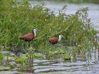 DSC1102  Jacana à poitrine dorée - Actophilornis africanus