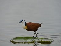 DSC1176  Jacana à poitrine dorée - Actophilornis africanus