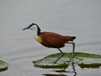 DSC1177  Jacana à poitrine dorée - Actophilornis africanus