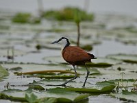DSC1178  Jacana à poitrine dorée - Actophilornis africanus