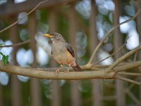 DSC1302  Merle africain - Turdus pelios