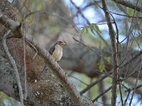 DSC1307  Merle africain - Turdus pelios