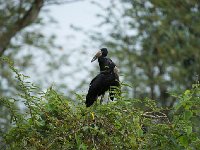 DSC1530  Bec-ouvert africain - Anastomus lamelligerus