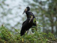 DSC1532  Bec-ouvert africain - Anastomus lamelligerus