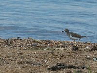 DSC1751  Chevalier guignette - Actitis hypoleucos