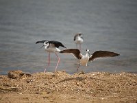 DSC1676  Echasse blanche - Himantopus himantopus