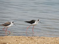 DSC1677  Echasse blanche - Himantopus himantopus