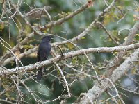 DSC1450  Gobemouche drongo - Melaenornis edolioides