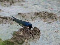 DSC1512  Hirondelle d'Angola - Hirundo angolensis
